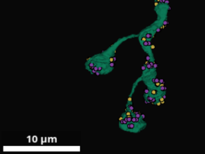 Synapse examples