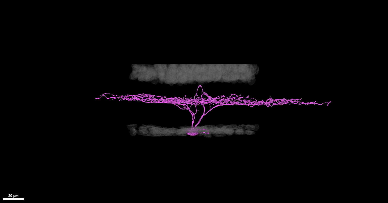 OFF transient medium RF example